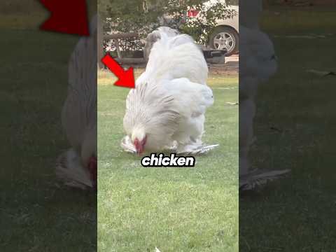 Wild Chicken Farm On Solar Panels 🐓 #animals #animal #working #work