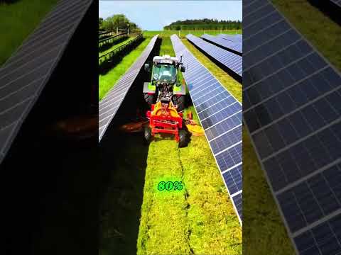 When Solar Panels Met Sheep… an Unexpected Desert Miracle Happened.#SolarEnergy