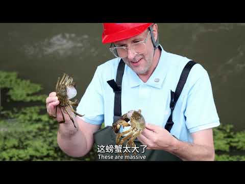 Raising Crabs Under Solar Panels? This Foreign YouTuber Had His Jaw Dropped!