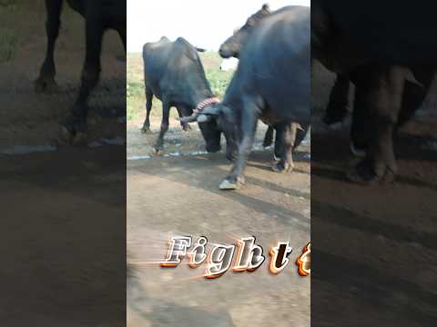 HOW TO GENERATE ELECTRICITY WTH SOLAR PANELS AT Village kidi #solartogether #solartoday #vairalshort