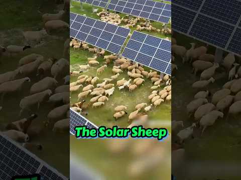 Not an Expert on Solar Panels, But It’s an Interesting Story #solarpanel #sheep #chinatravel #desert