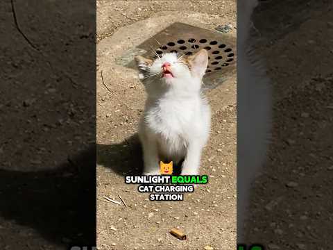 ☀️😺Why Cats Sunbathe Like Tiny Solar Panels #cat #funnypets  #funnycats #petbehavior