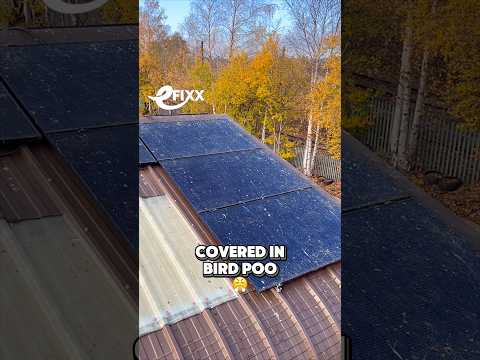 Solar Panels vs Pigeons: An Ongoing Battle 🤦♂️