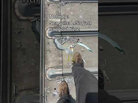 Solar Panels vs. Seagulls… Guess Who Wins? 🐦☀️