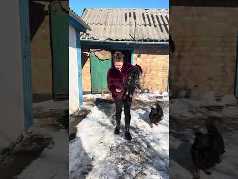 Поставили сонячні панелі 💡 #shortvideo