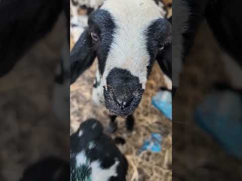 solar fencing budget lo #electric #solar #goat #agriculture