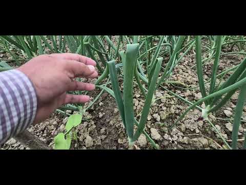 Onion leaves act as solar panels, converting energy into bulb growth.