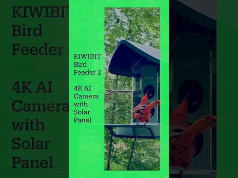 Kiwibit Beako Solar Power AI Smart Bird Feeder #shorts