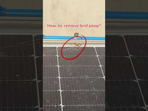 Bird Droppings on Solar Panels? No Problem.#solarenergy #solarcleaning #superpiping