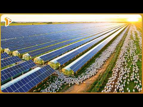 How Agri Voltaics Turned Solar Panel Fields Into Massive Agricultural Systems